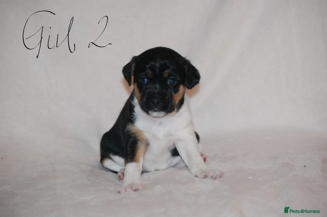 Mixed Breed dogs for sale: Jug puppies  in Dundee - Advert 11