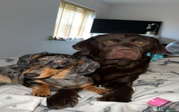 Mixed Breed dogs for sale: Dachshador puppies  - Image 13