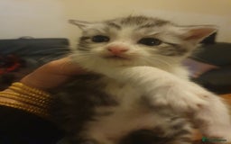 Mixed Breed cats for sale: Beautiful 3 kittens,born 20th August - Image 10