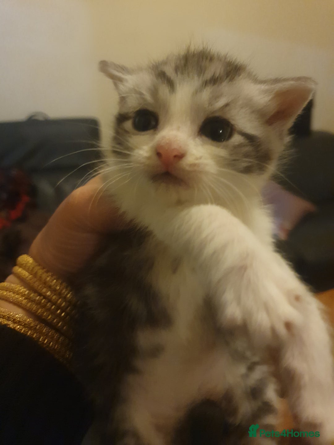 Mixed Breed cats for sale: Beautiful 3 kittens,born 20th August - Image 10