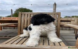 Standard Poodle dogs for sale: Standard Poodle x St Berdoodle  - Image 3