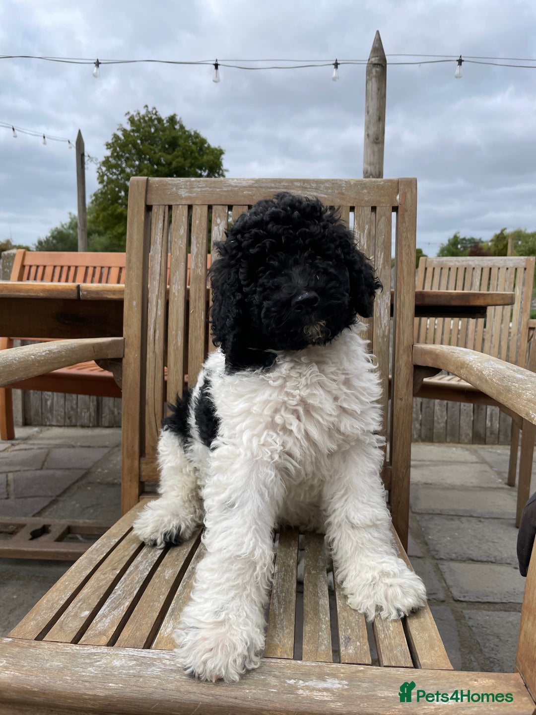 Standard Poodle dogs for sale: Standard Poodle x St Berdoodle  - Image 3