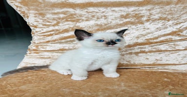 Ragdoll cats - Advert 12