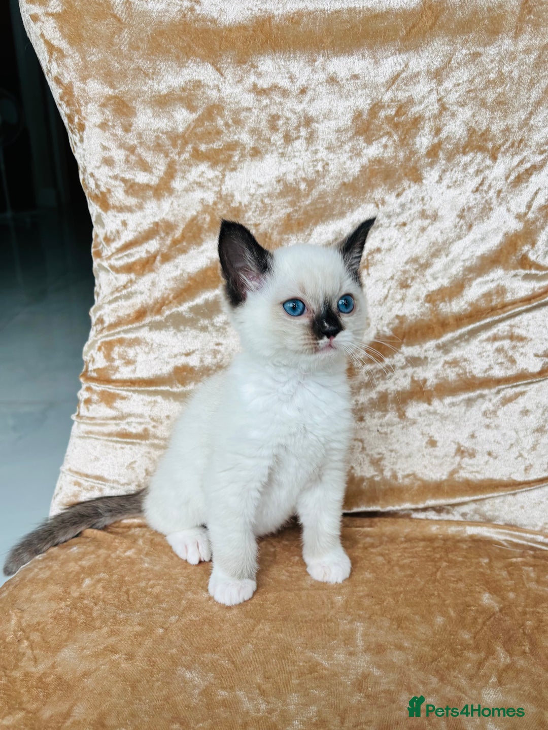 Ragdoll cats for sale: Beautiful ragdoll kittens  - Image 3