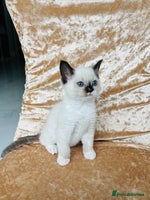 Ragdoll cats - Advert 5