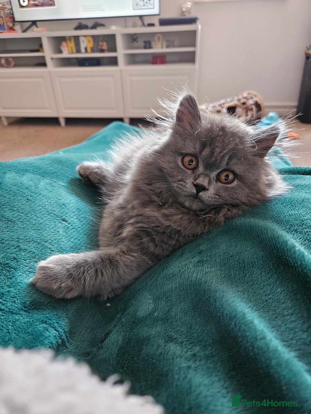 British Longhair cats for sale: Gorgeous GCCF long-haired British girl  - Image 6