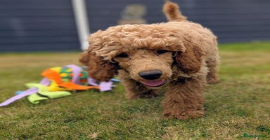 Miniature Poodle dogs - Advert 10