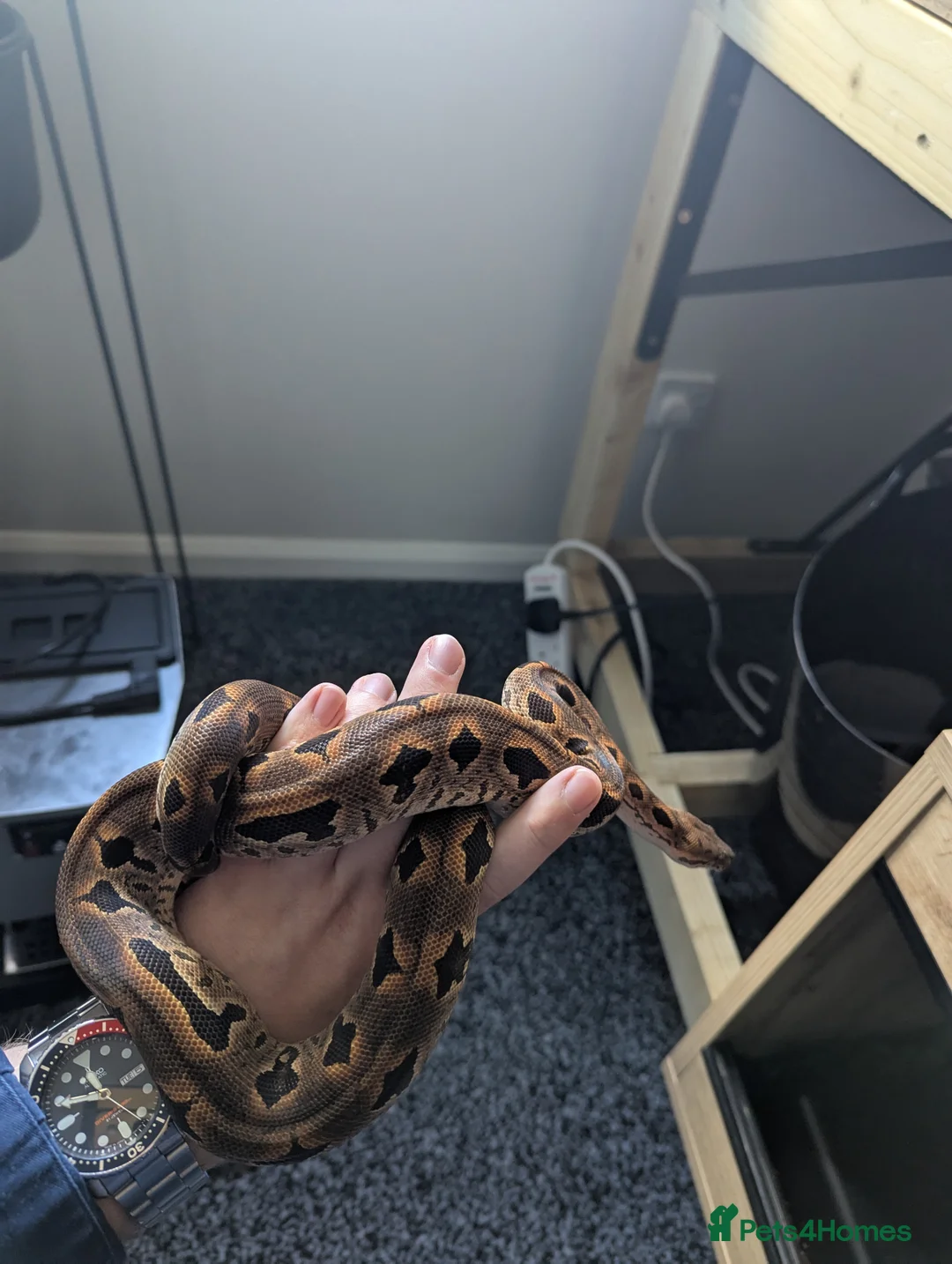 Boa Snake reptiles for sale: Toliara Dumerils Boa and setup  - Advert 2
