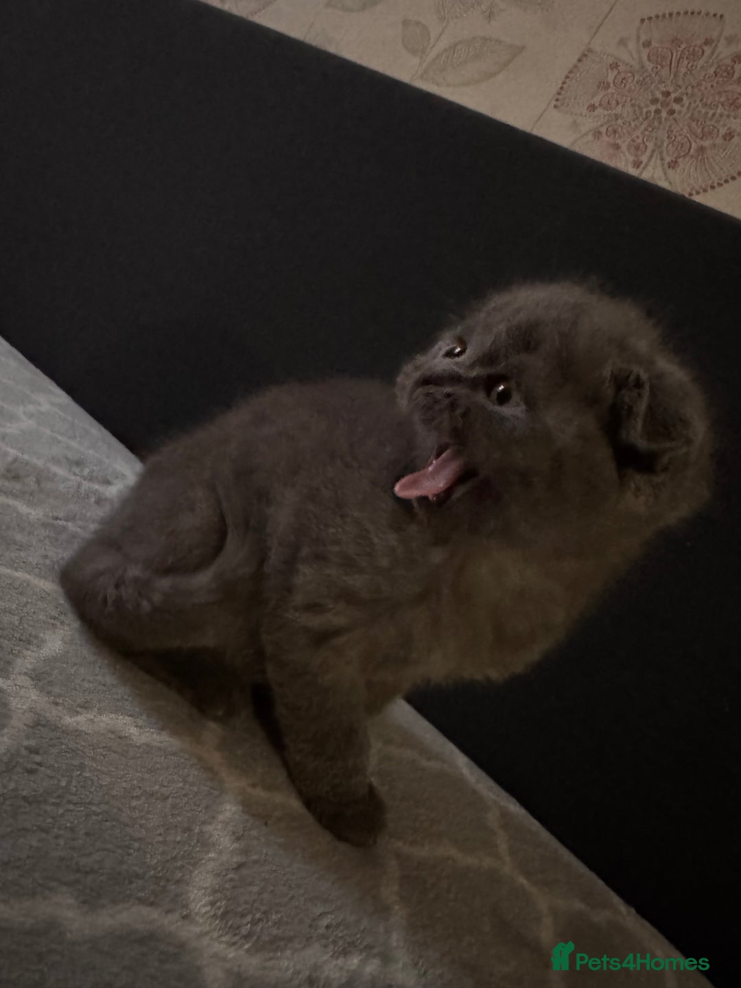 British Shorthair cats for sale: British kitten for sale - Image 4