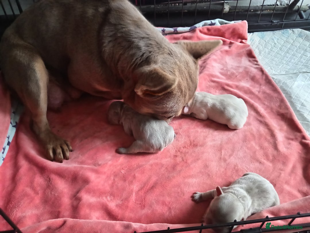 French Bulldog dogs for sale: 2 Frenchy girls - Advert 8