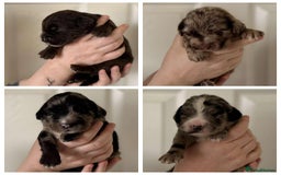 Cocker Spaniel dogs for sale: Cocker spaniel puppies - Image 1