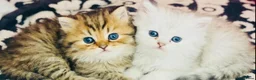 Persian cats for sale: Persian Pedigree Pkd/FELV Clear kittens - Advert 13