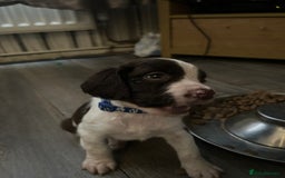 English Springer Spaniel dogs for sale: Springer spaniel pups READY NEXT WEEK - Advert 15
