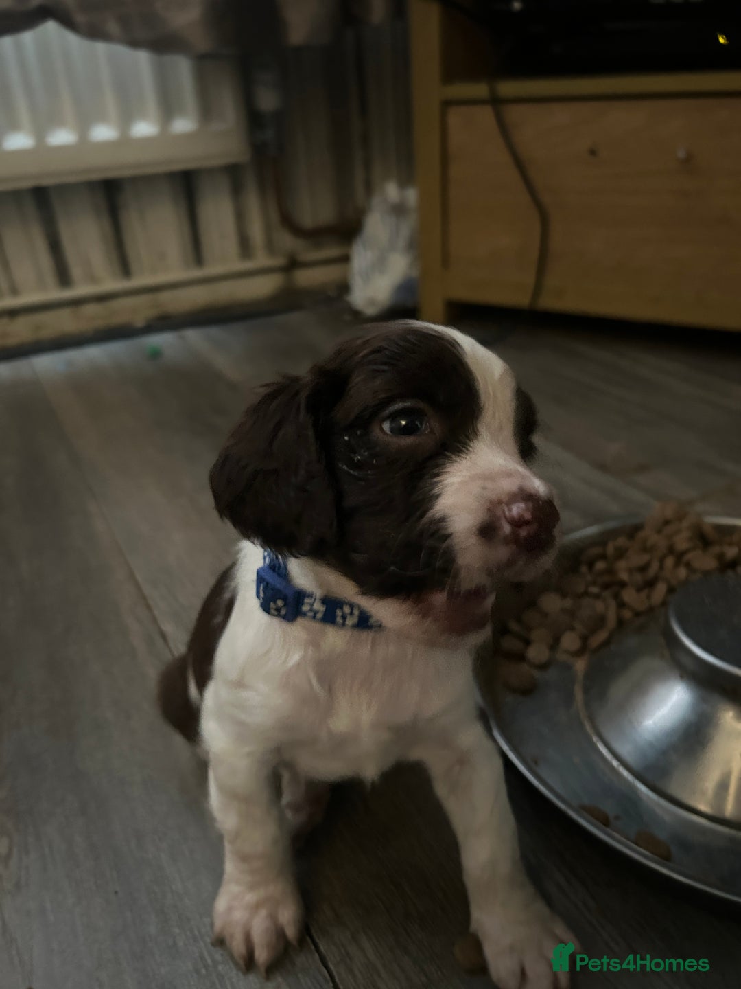English Springer Spaniel dogs for sale: Springer spaniel pups READY NEXT WEEK - Advert 15