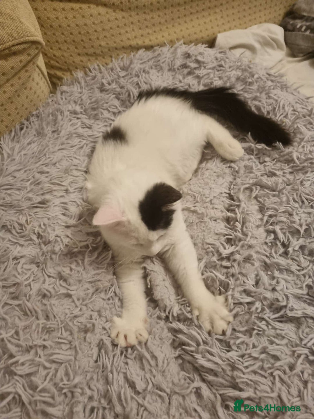 Mixed Breed cats for sale: Ragdoll mix kitten  - Advert 7