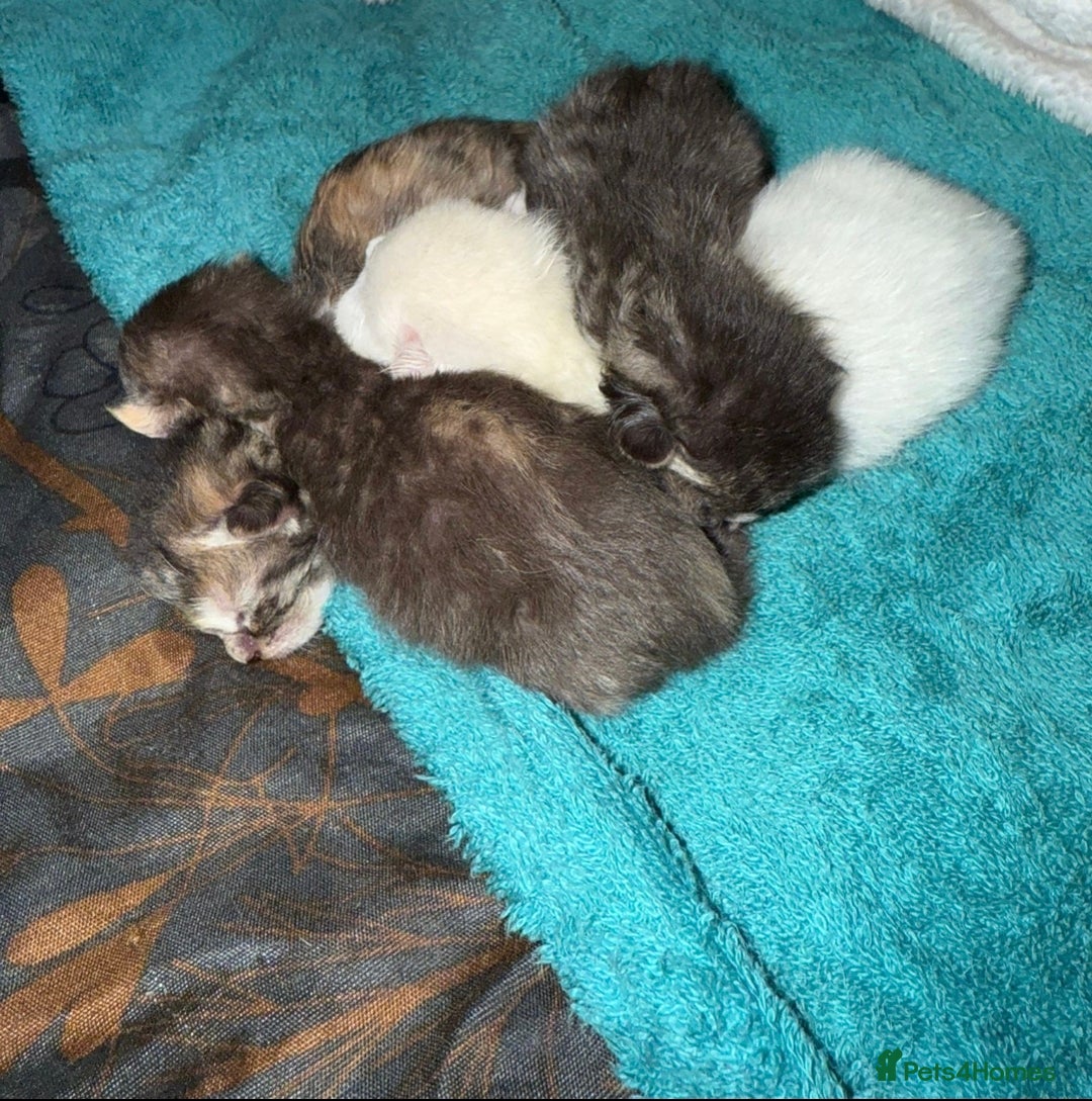 Mixed Breed cats for sale: Adorable female sphynx x DSH kittens - Advert 3