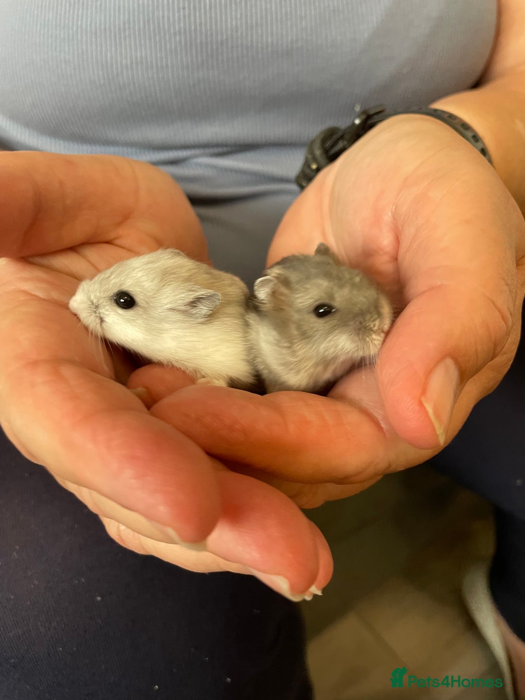 Hamster rodents for sale: Baby Winter White Russians from our show stock  - Image 14