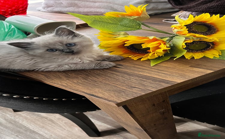 Ragdoll cats - Advert 17