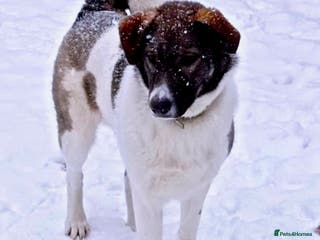 Border Collie dogs 🐾 MILA – Female Border Collie - Advert 3