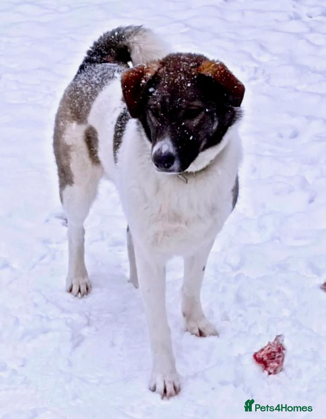 Border Collie dogs for adoption: 🐾 MILA – Female Border Collie - Advert 2