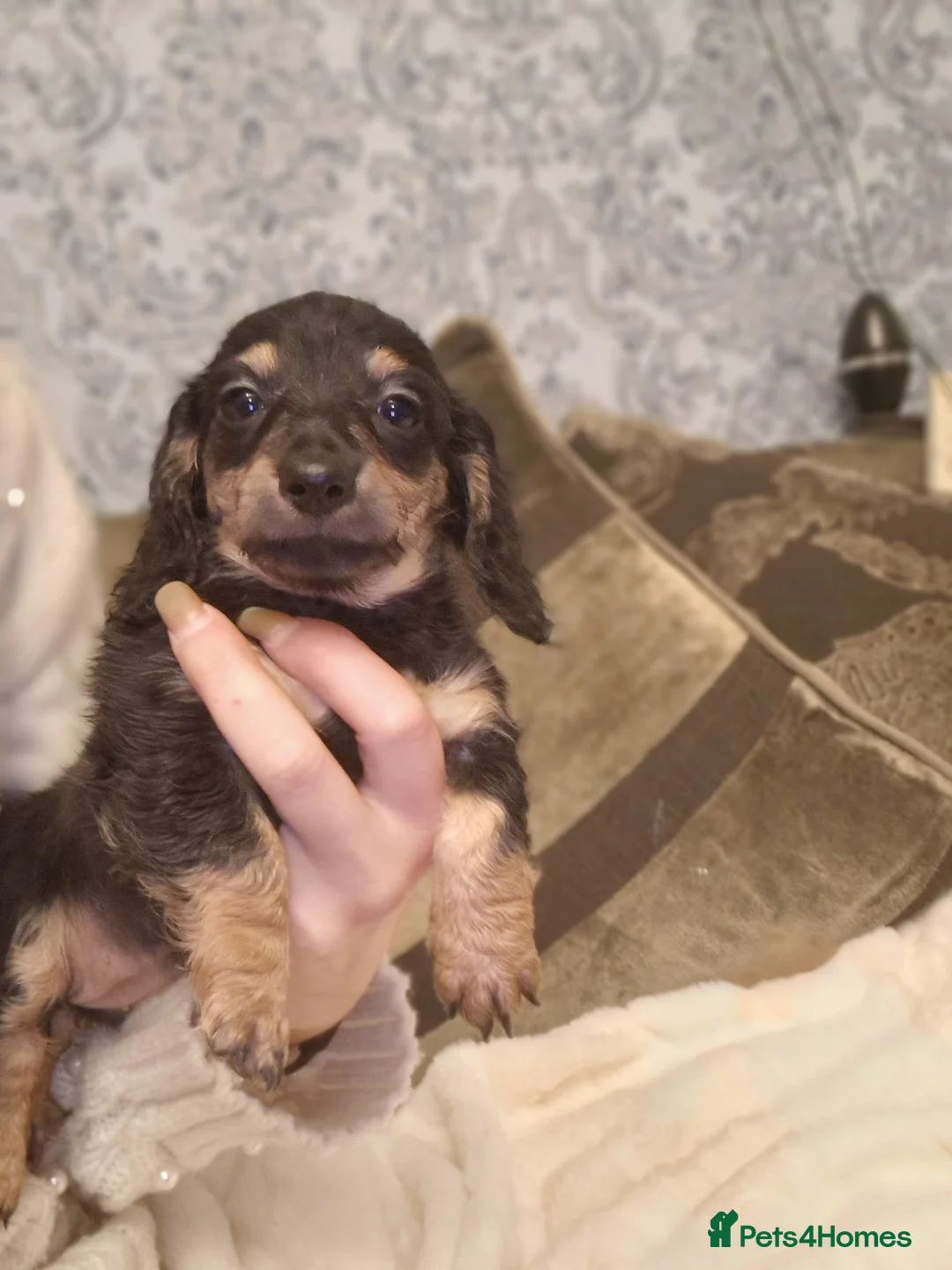 Miniature Dachshund dogs for sale:  Reduced For Last Girl Long Coat Waiting For You  - Advert 24