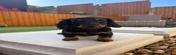 Miniature Dachshund dogs for sale: Miniature dachshund puppies - Advert 14