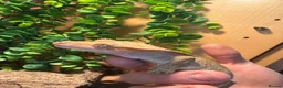 Mixed Breed reptiles for sale: Multiple reptiles for sale  - Advert 1