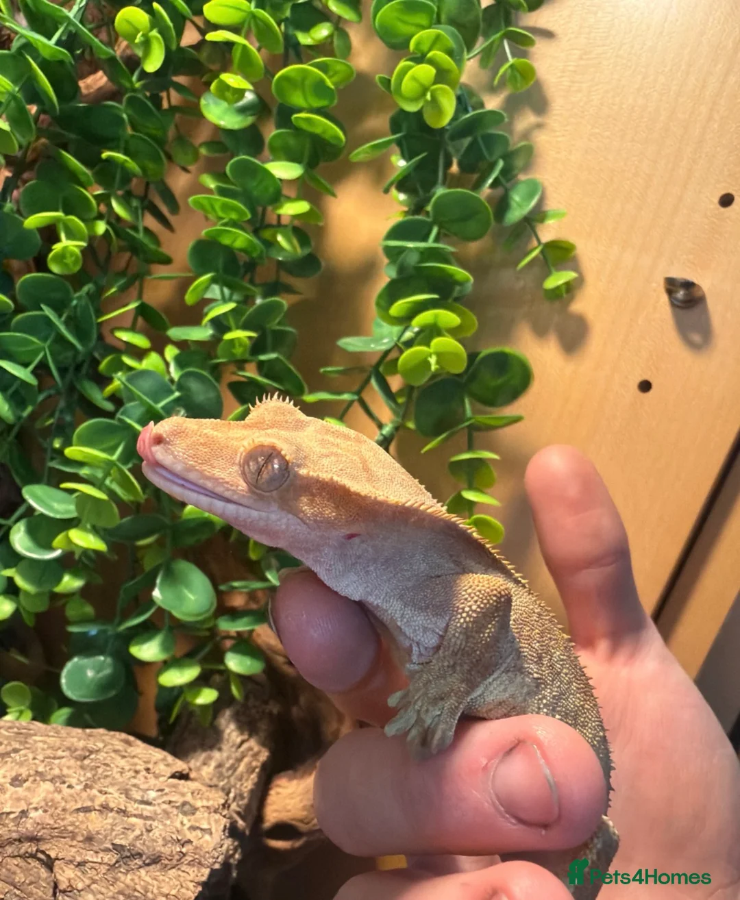 Mixed Breed reptiles for sale: Multiple reptiles for sale  - Advert 1