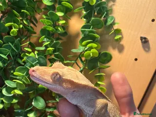 Mixed Breed reptiles Multiple reptiles for sale - Advert 1