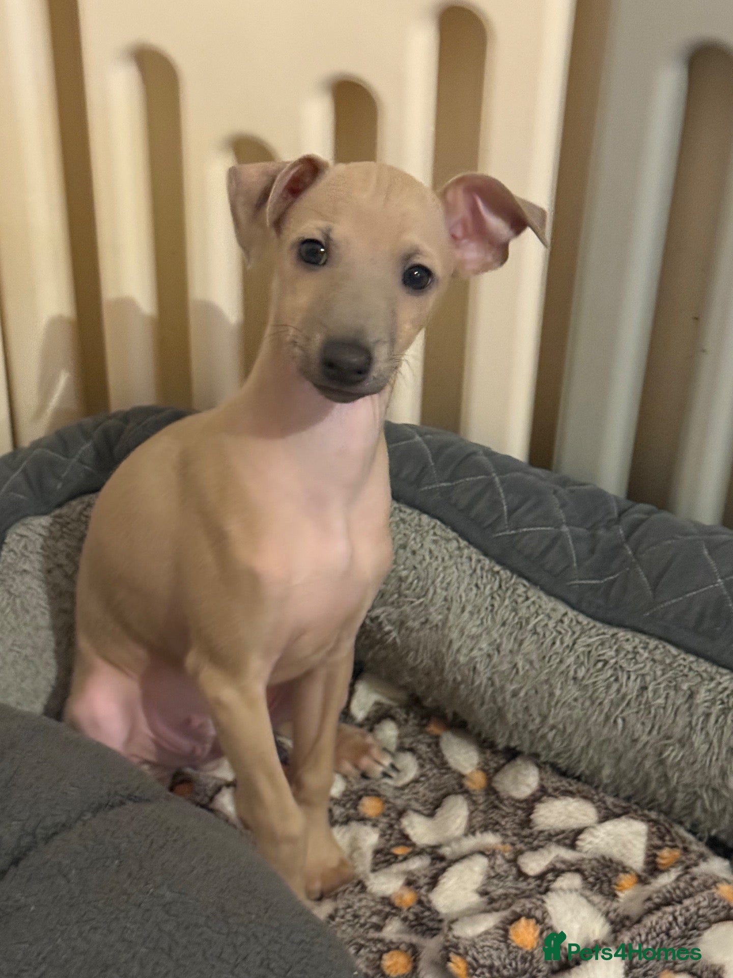 Italian Greyhound dogs for sale: 💙 beautiful Fawn boy looking for his forever home - Advert 1
