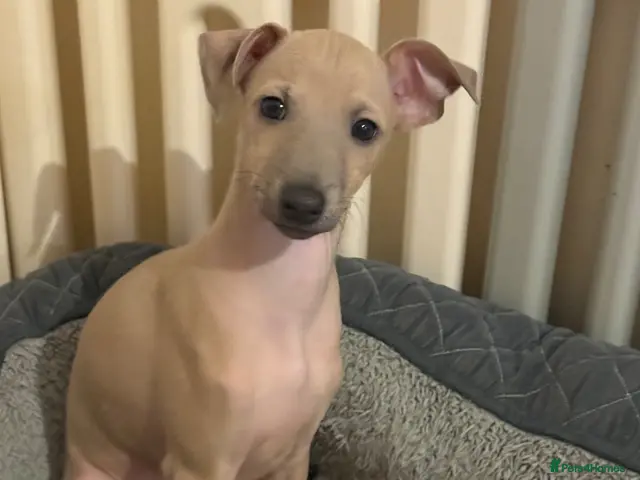 Italian Greyhound dogs for sale: 💙 beautiful Fawn boy looking for his forever home - Advert 1
