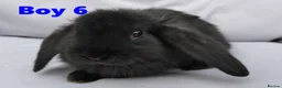 Mini Lop rabbits for sale: Cute French x Mini Lop Looking for Loving Homes! - Advert 14