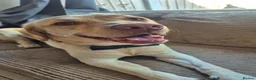 Labrador Retriever dogs for stud: Buddy looking for a girlfriend - Advert 1