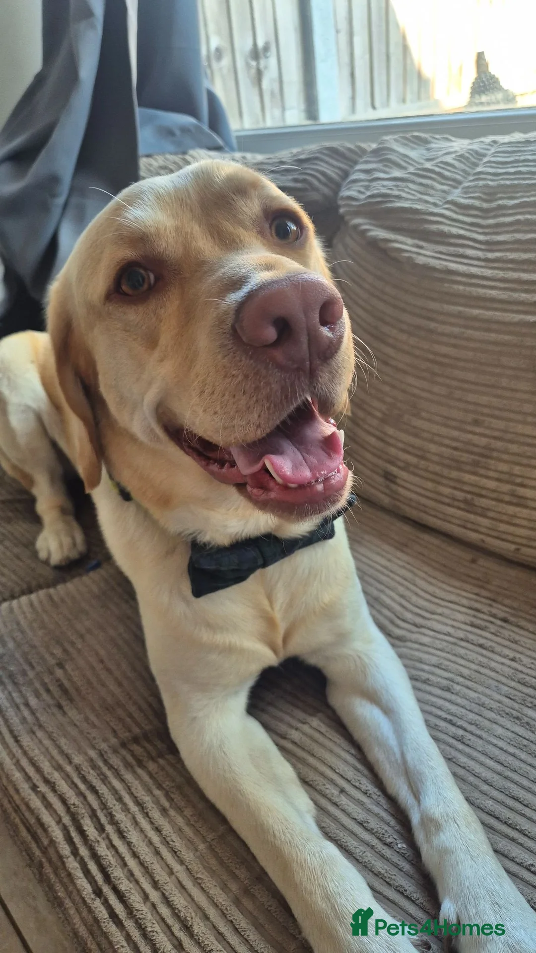 Labrador Retriever dogs for stud: Buddy looking for a girlfriend - Advert 1