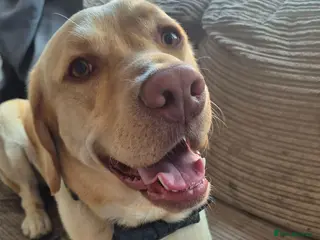 Labrador Retriever dogs Buddy looking for a girlfriend - Advert 1