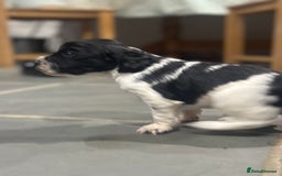 Sprocker dogs for sale: Beautiful sprockers  - Image 30