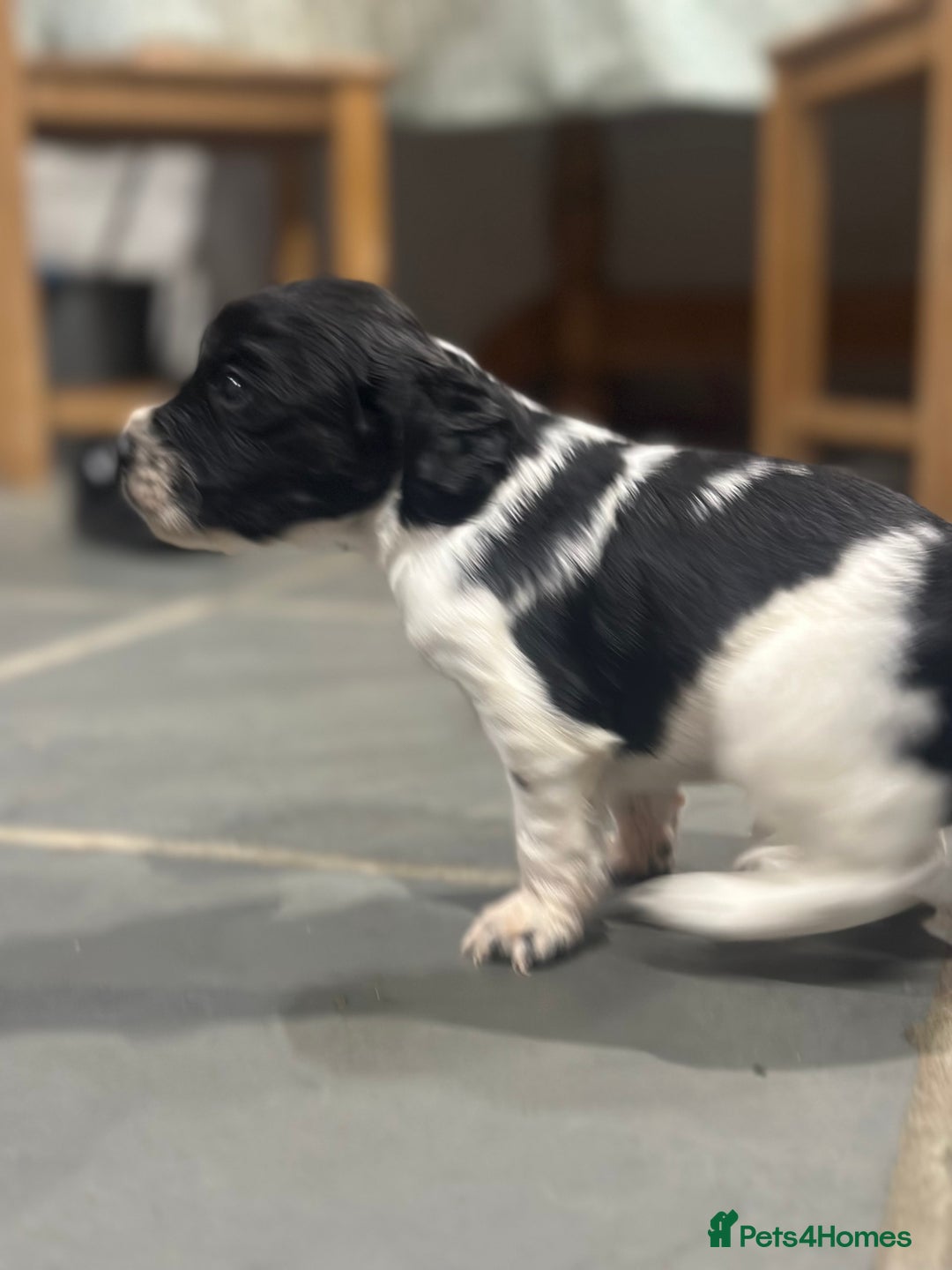 Sprocker dogs for sale: Beautiful sprockers  - Image 30