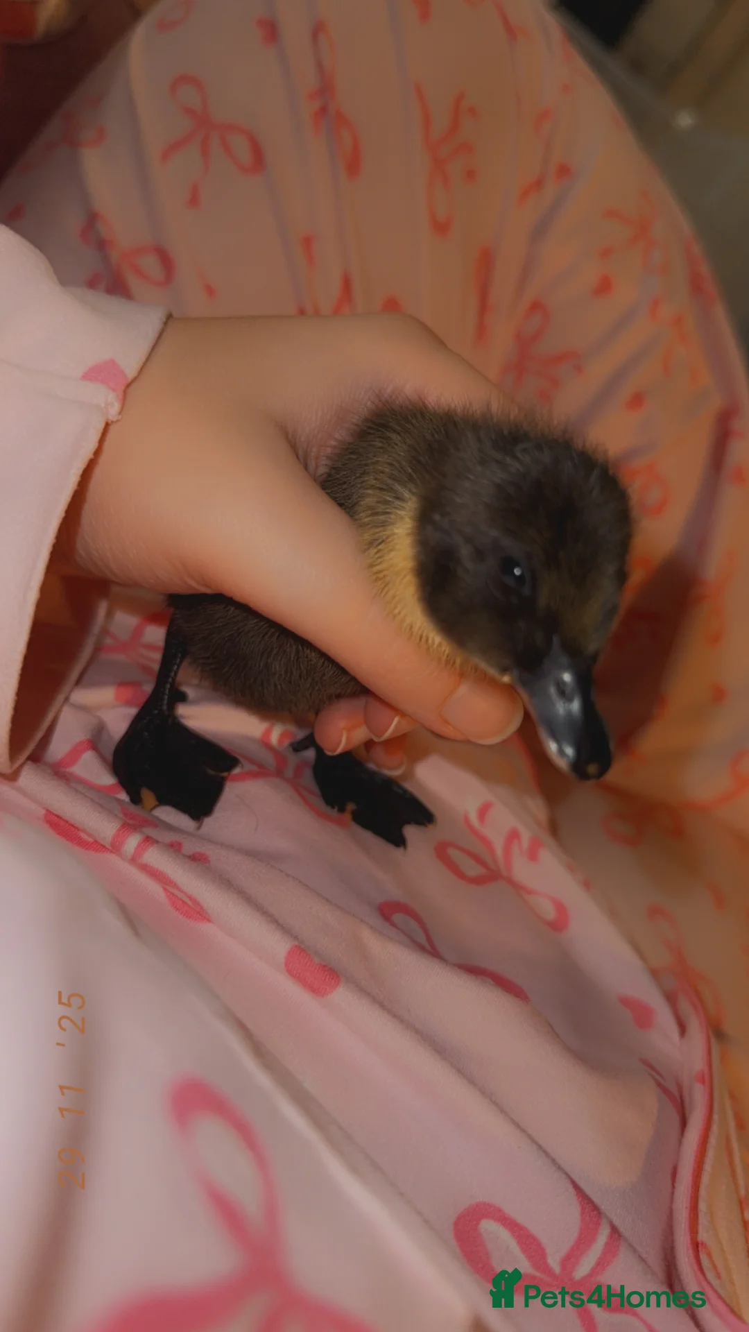 Ducks poultry for sale: Fertilised Duck Eggs in Rochester - Advert 2