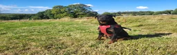 Mixed Breed dogs for sale: Rottweiler x German Shepherd Puppies for sale in Bradford - Advert 1