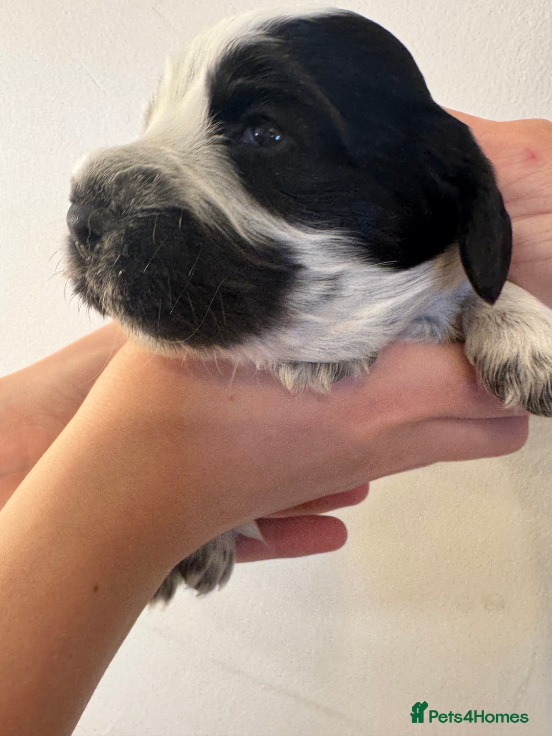 Cocker Spaniel dogs for sale: Cocker Spaniel Puppies  - Image 6