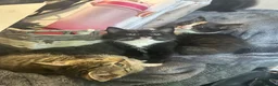 Mixed Breed cats for sale: Beautiful playful kittens looking for forever home - Advert 4