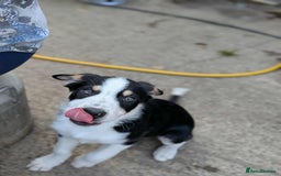 Mixed Breed dogs for sale: Labrador X border collie puppies  - Image 2