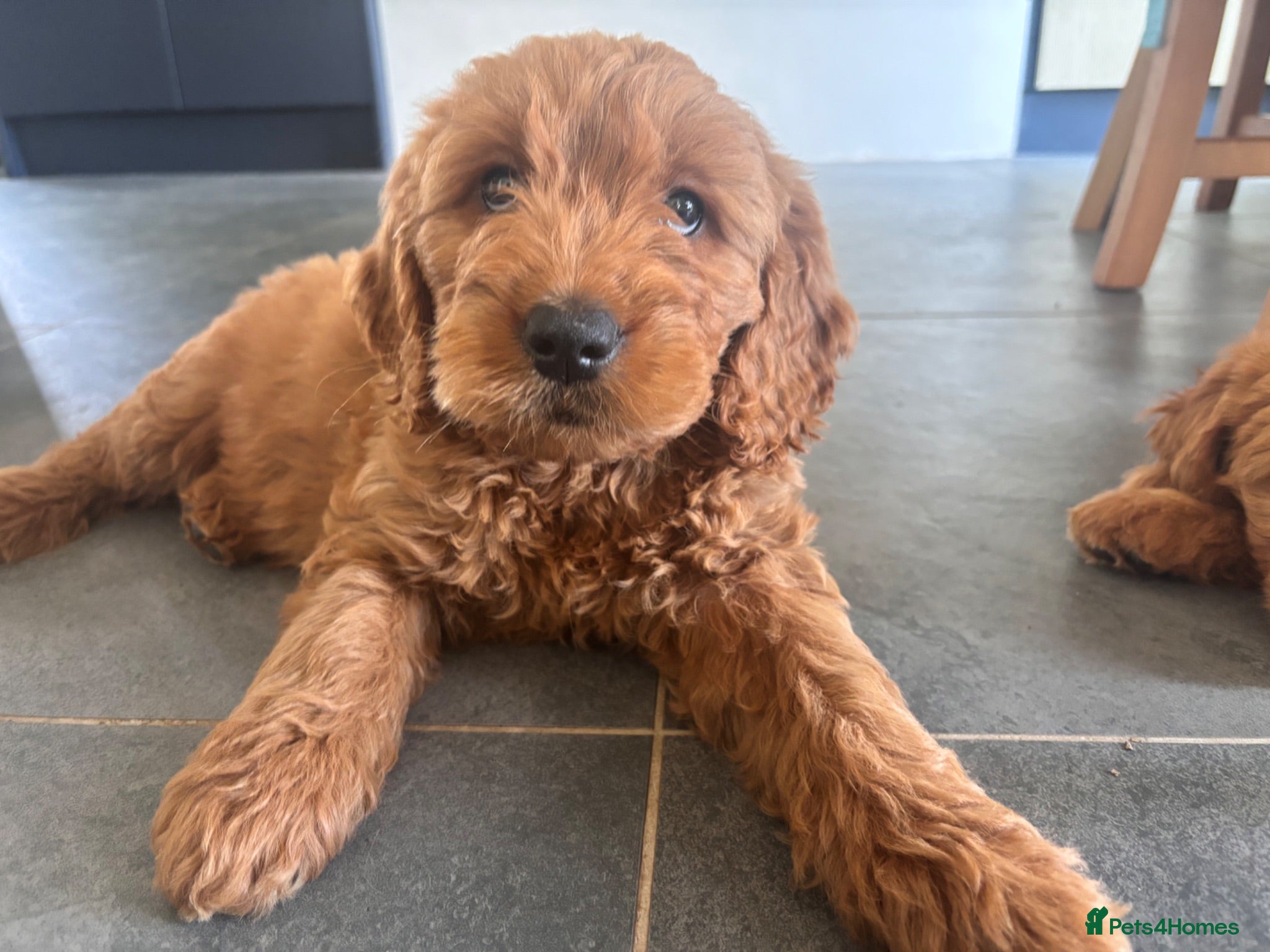 Mini Goldendoodle dogs F1 Medium sized Goldendoodles  - Advert 5