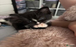 Mixed Breed cats for sale: Kittens for sale  - Image 7