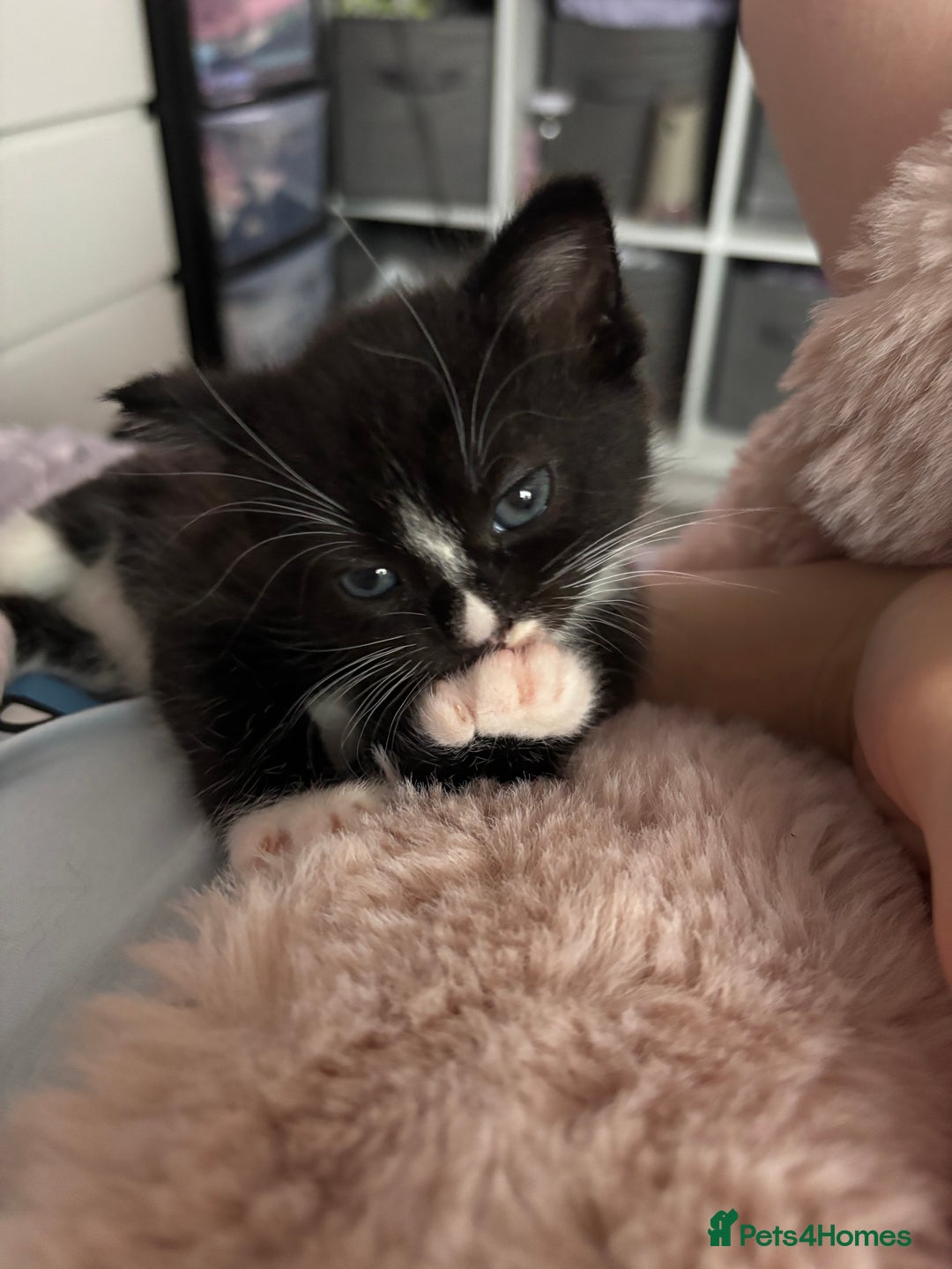 Mixed Breed cats for sale: Kittens for sale  - Image 7