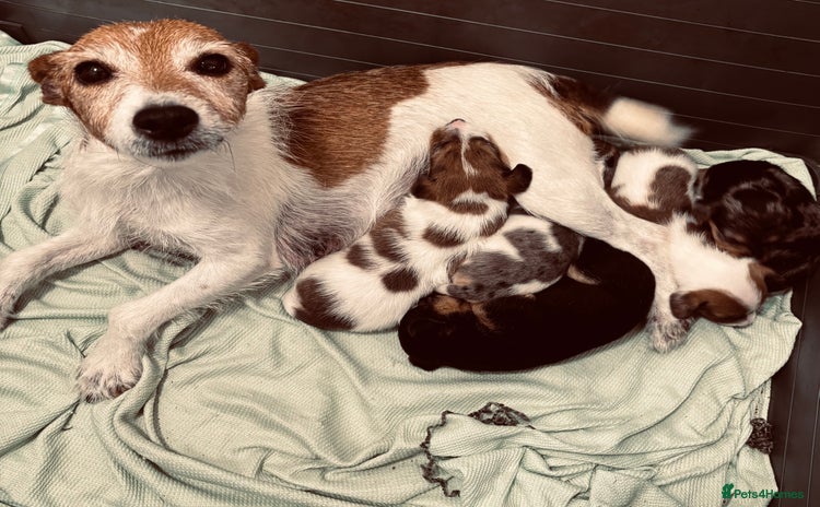 Jack Russell dogs - Advert 1