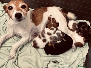 Jack Russell dogs - Advert 8