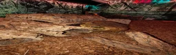 Toad reptiles for sale: Giant Suriname Marine Toad with Set Up - Advert 3