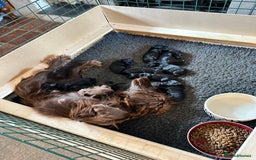 Cocker Spaniel dogs for sale: Cocker Spaniel Puppies looking for the best homes - Image 3