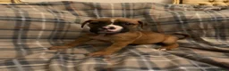 Mixed Breed dogs for sale: Large mix dog breed  in Edinburgh - Advert 12